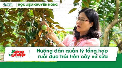 Hướng dẫn quản lý tổng hợp ruồi đục trái trên cây vú sữa