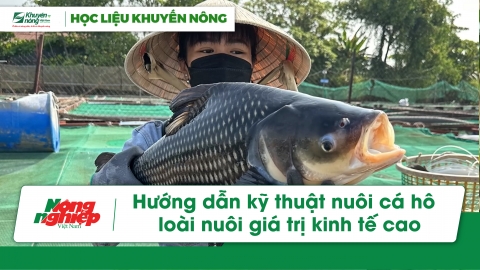 Hướng dẫn kỹ thuật nuôi cá hô - loài nuôi giá trị kinh tế cao