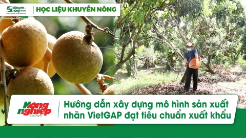 Hướng dẫn xây dựng mô hình sản xuất nhãn VietGAP đạt tiêu chuẩn xuất khẩu