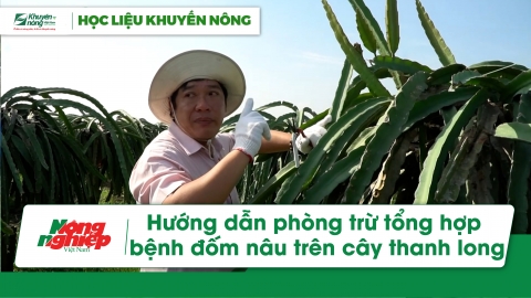 Hướng dẫn phòng trừ tổng hợp bệnh đốm nâu trên cây thanh long