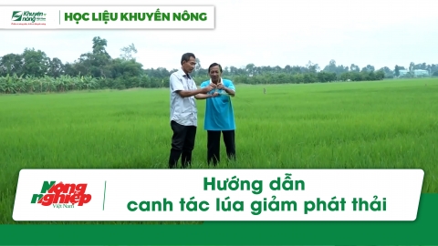 Chuyên gia Viện Lúa hướng dẫn canh tác lúa thông minh, giảm phát thải