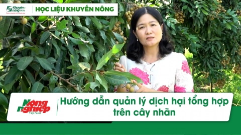 Hướng dẫn quản lý dịch hại tổng hợp trên cây nhãn