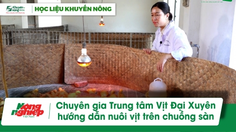 Chuyên gia Trung tâm Nghiên cứu Vịt Đại Xuyên hướng dẫn nuôi vịt trên chuồng sàn