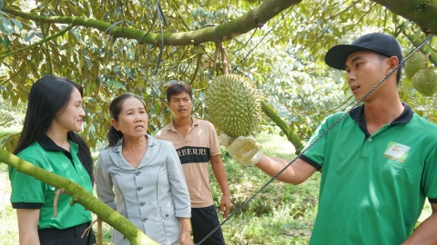 Một xã dự kiến thu hàng nghìn tỷ đồng từ sầu riêng