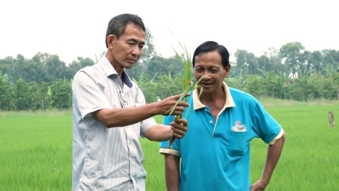 Sản xuất lúa hữu cơ: Xu hướng mới tại Đồng bằng sông Cửu Long