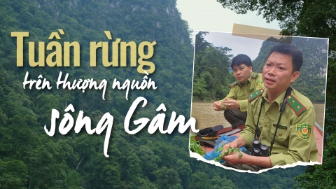 Tuần rừng trên thượng nguồn sông Gâm