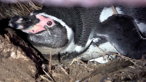 Chim cánh cụt Humboldt có nguy cơ tuyệt chủng