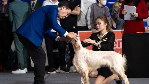 Hàng trăm thú cưng đọ tài sắc tại Vietnam Pet Festival 2024