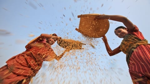 Bangladesh: Sản xuất lúa gạo chậm hơn tốc độ tăng trưởng dân số