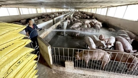 Dừng chăn nuôi tại cơ sở chưa được cấp phép môi trường