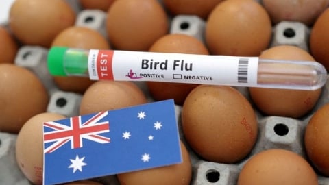 Dịch cúm gia cầm gây thiếu hụt trứng gà tại Úc