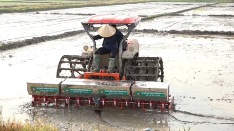 Trồng lúa hướng hữu cơ gieo bằng máy sạ cụm kết hợp bón vùi phân