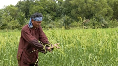 Lão nông bảo tồn và phát triển hàng chục giống lúa mùa bản địa
