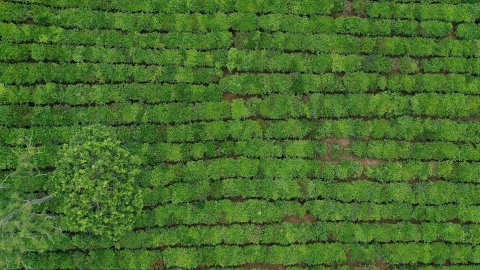 Tỉnh Sơn La bàn giao 18.440ha đất nông, lâm trường về các địa phương