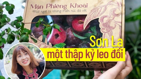 Sơn La một thập kỷ leo đồi: [Bài 2] Hành trình đưa quả mận đi châu Âu