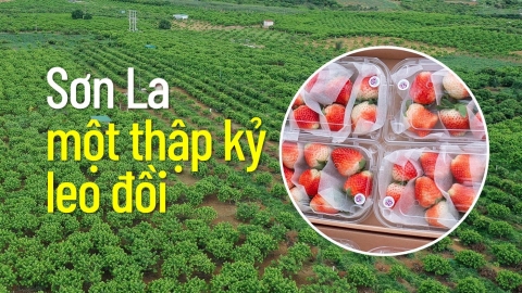 Sơn La một thập kỷ leo đồi: [Bài 4] Những tỷ phú trên cao nguyên