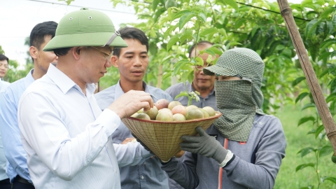 Trồng chanh leo đáp ứng yêu cầu xuất khẩu