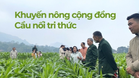 'Cánh tay nối dài' thực chất trong chuỗi sản xuất