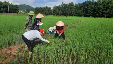 Áp dụng IPM, lợi nhuận trồng lúa tăng 4 triệu đồng/ha, rau tăng 9,3 triệu đồng/ha