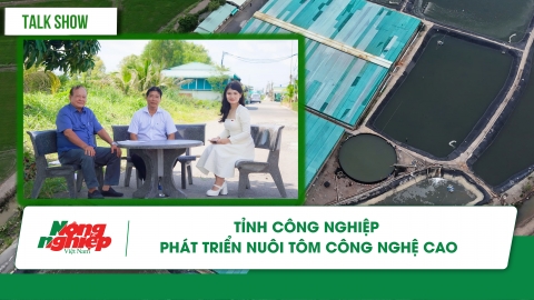 Nuôi tôm công nghệ cao: Giảm giá thành, nâng chất lượng tôm Việt