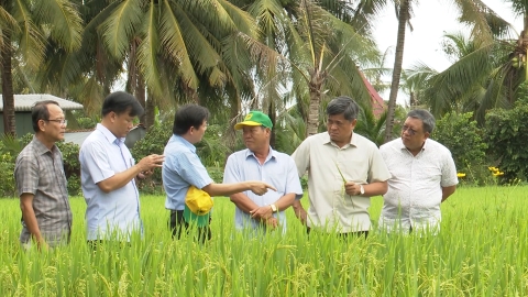 Nông dân đua nhau tham gia mô hình lúa giảm phát thải tại Đồng Tháp