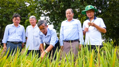 Trồng lúa theo hướng hữu cơ vụ thu đông cho năng suất gần 8 tấn/ha.