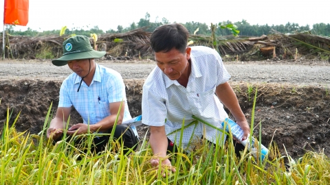 Sóc Trăng mở rộng thí điểm Đề án 1 triệu ha lúa chất lượng cao