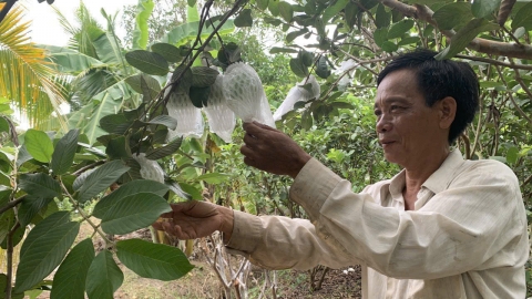 Lần đầu tiên phục hồi thành công vườn ổi bị bướu rễ