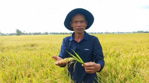 Trồng lúa giảm phát thải khí nhà kính vụ thu đông cho năng suất 7,4 tấn/ha