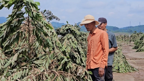 Vùng hoa màu, cây ăn quả ngập trong bùn đất