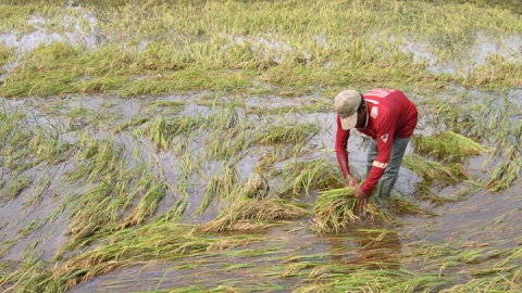 Mưa dông làm 9 nhà dân sập và 2.000ha lúa hè thu bị đổ ngã