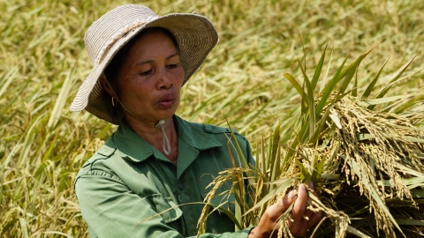 Lúa, mía chết, dân hết kế sinh nhai