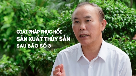 Giải pháp phục hồi sản xuất thủy sản sau bão số 3