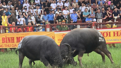 'Nếu trâu vô địch sẽ ủng hộ tiền thưởng cho người dân lũ lụt'