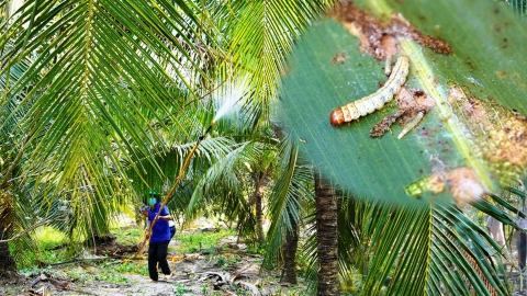 Phun thuốc, thả hơn 147 triệu ong ký sinh tiêu diệt sâu đầu đen hại dừa