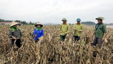 Miến đao Quy Mông mất trắng 57ha vùng nguyên liệu