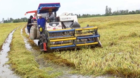 Hàng trăm ha lúa bị đổ ngã nhưng thiếu máy gặt