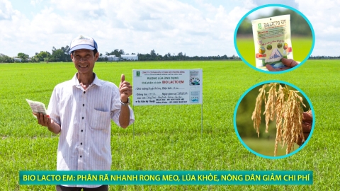 Bio Lacto EM: Phân rã nhanh rong meo, lúa khỏe, nông dân giảm chi phí