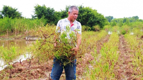 Làng đào nhổ bỏ cây, trồng rau ngắn ngày kiếm nguồn thu tạm thời