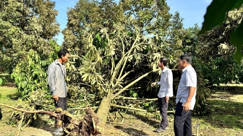 Hàng loạt cây trồng bị ngã đổ sau cơn lốc