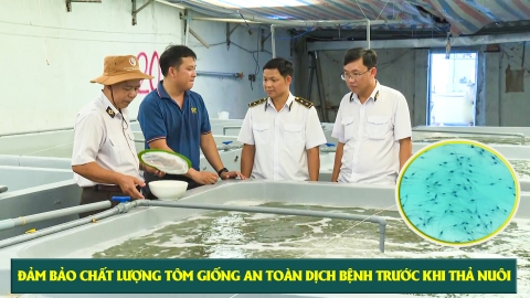 Đảm bảo chất lượng tôm giống an toàn dịch bệnh trước khi thả nuôi