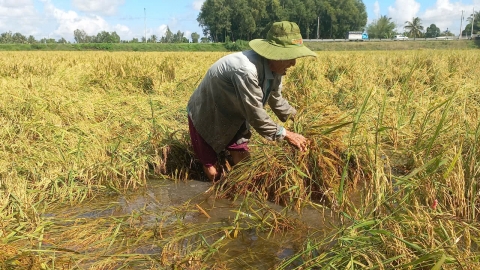 Hàng chục ngàn hecta lúa thu đông bị đổ, ngã do mưa dông kéo dài