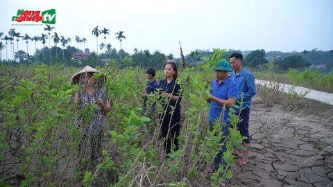 Tìm lại màu xanh cho 40ha dâu tằm Trấn Yên