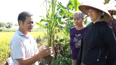 Nông dân Hải Hà hào hứng tham gia lớp học IPM