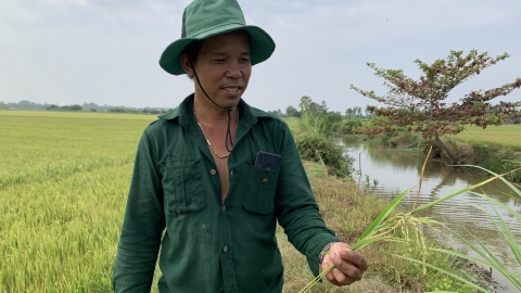 Lúa hè thu gieo muộn tăng năng suất lẫn giá bán