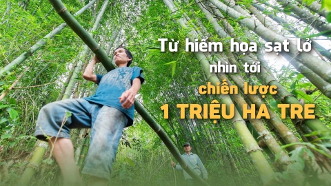 Từ hiểm họa sạt lở nhìn tới chiến lược 1 triệu ha tre