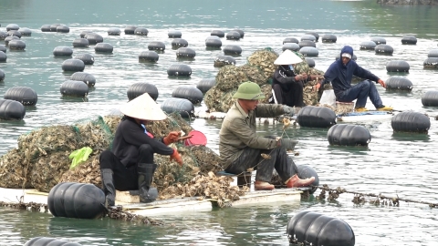 Đảm bảo nguồn cung giống cho người nuôi trồng thủy sản