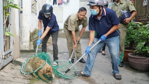 'Chặt đứt' nguồn lây bệnh dại bằng vacxin và bắt chó thả rông