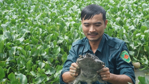 Thu lãi cả trăm triệu đồng nhờ nuôi ba ba