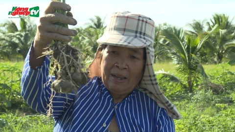 Người tiên phong khôi phục nghề sản xuất bột nưa trên vùng đất giồng cát